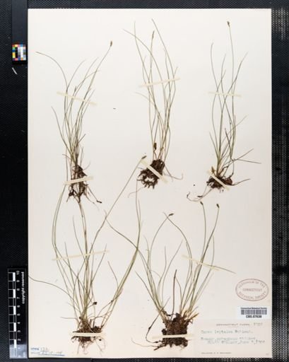Carex leptalea