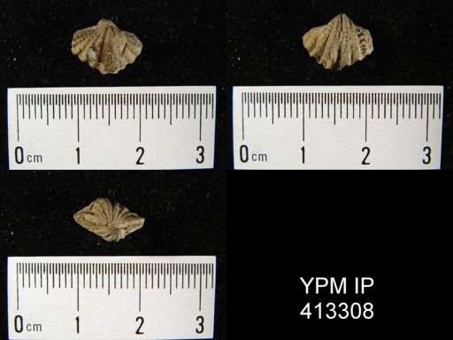 Delthyris sulcata