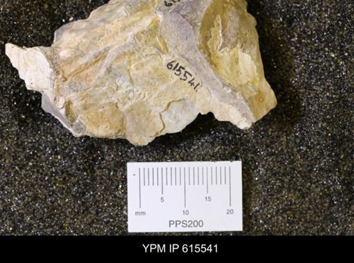 Inoceramus sp.