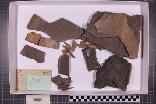 mixed taxa, stratigraphic collection
