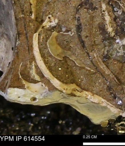 Limopsis striatopunctatus