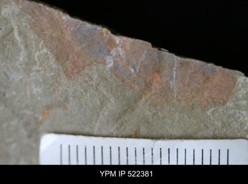 undet. Arthropoda