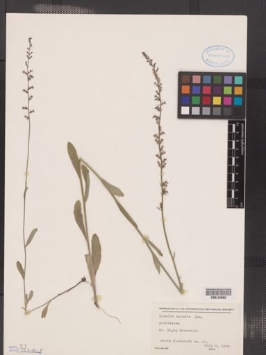 Lobelia spicata