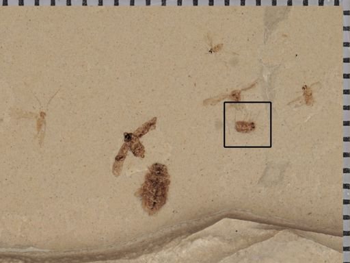 undet. Coleoptera