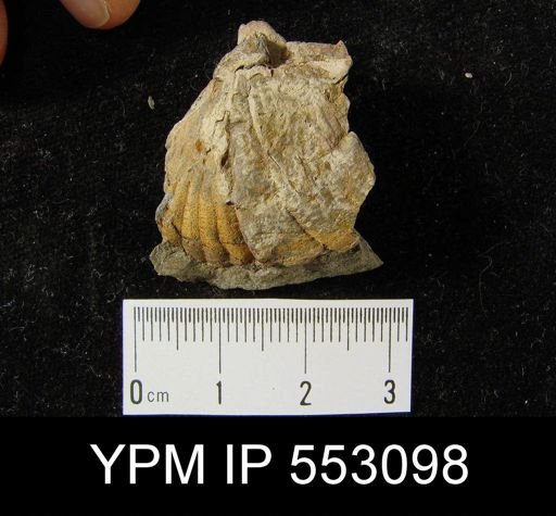 Spinocyrtia granulosa