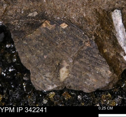 undet. Scaphitidae