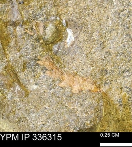 undet. Mollusca