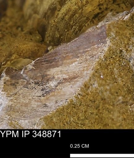 undet. Bivalvia