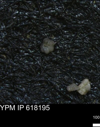 undet. Rugoglobigerinidae