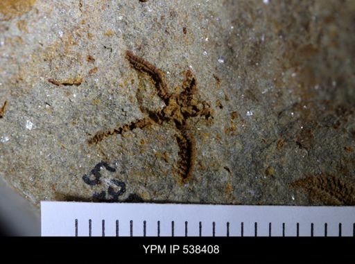 undet. Stelleroidea