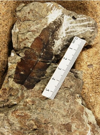 Sagenopteris panda