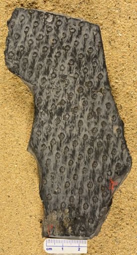Lepidodendron
