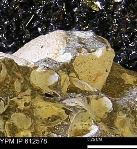 undet. Bivalvia