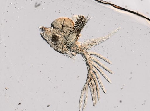 Leodice antennata