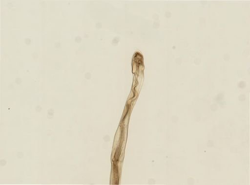Myopsida