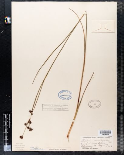 Cladium mariscoides