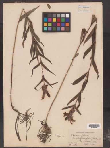 Chelone glabra