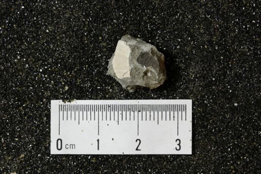 undet. Bivalvia