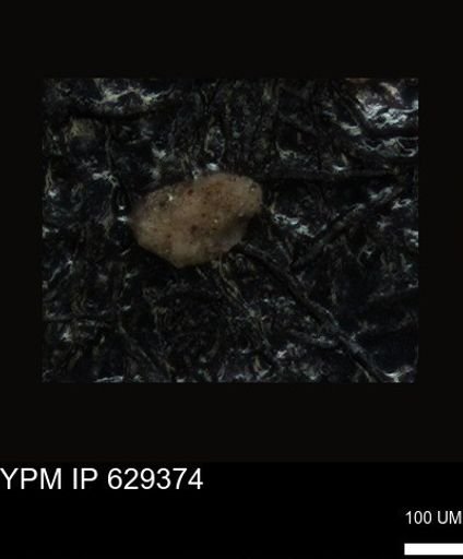 undet. Foraminiferida