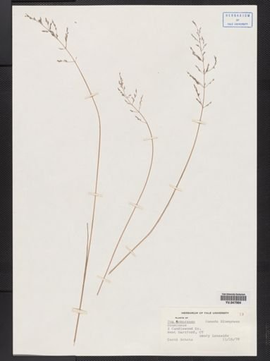 Poa compressa