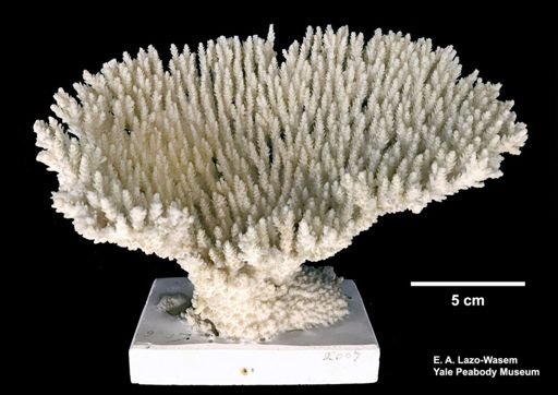 Madrepora spicifera
