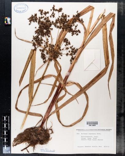 Scirpus expansus