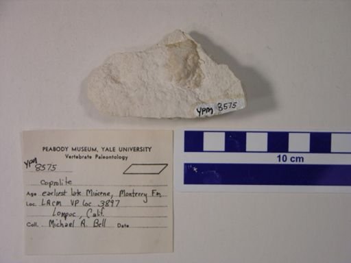 Vertebrata
