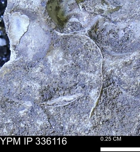 undet. Bivalvia