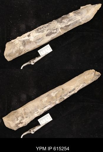 Baculites sp.