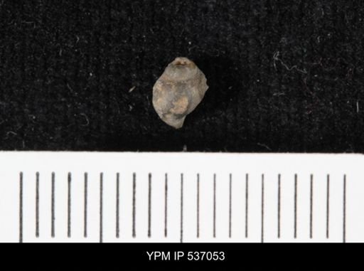 Viviparus montanaensis