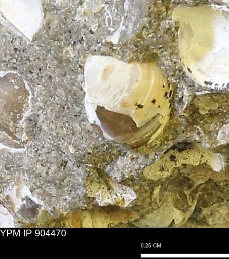 Corbulamella sp.