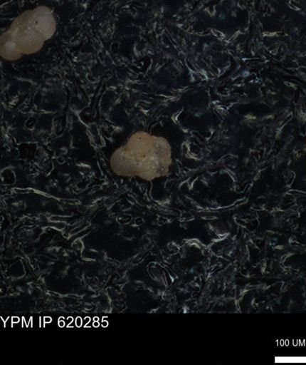 undet. Foraminiferida