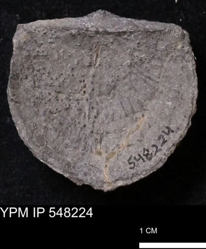 Stropheodonta demissa