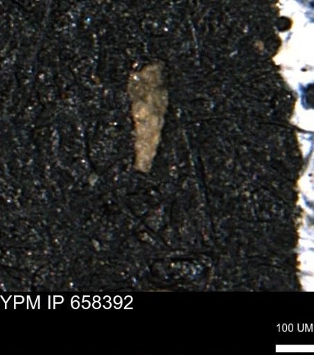 Verneuilinoides kansasensis