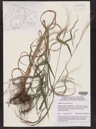 Cinna arundinacea