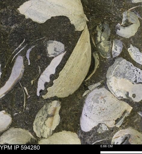 Protocardia sp.