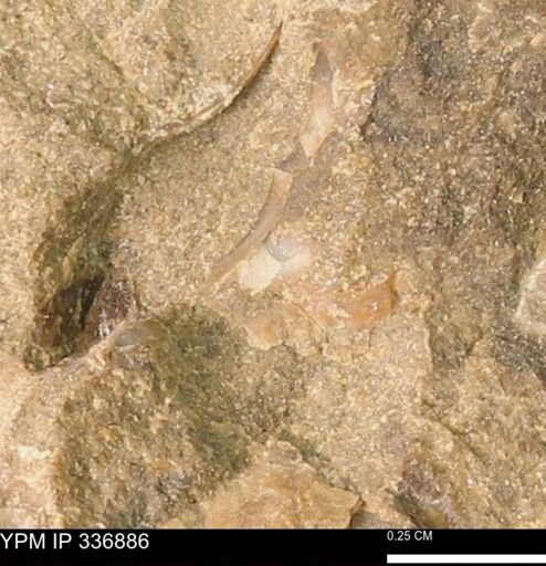 undet. Mollusca