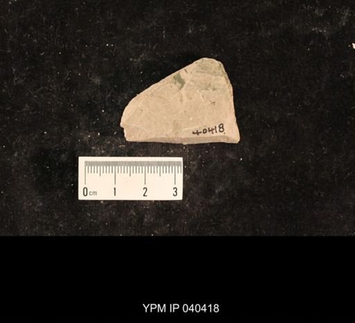 Hexapoda