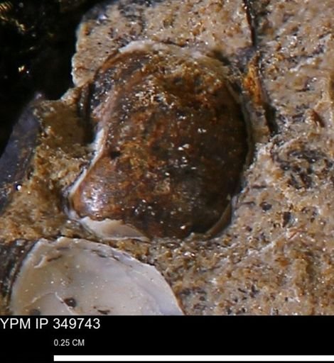 undet. Mollusca