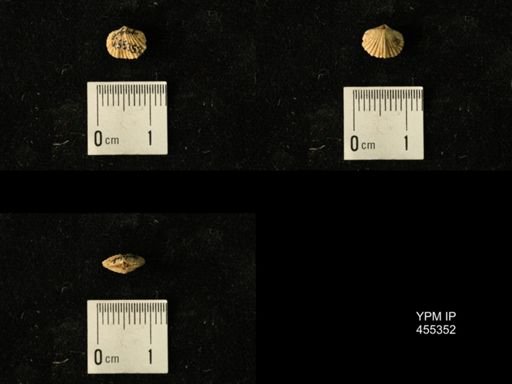 Platystrophia juvenes