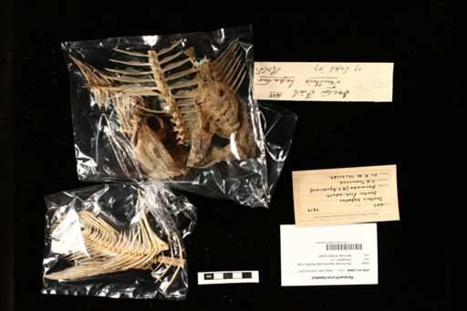 Paracanthurus hepatus
