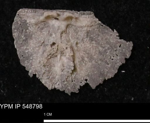Stropheodonta perplana