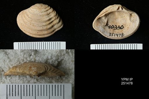 Lirodiscus tellinoides