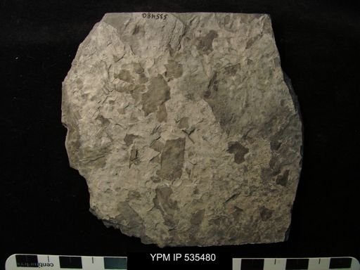 undet. Eurypterida
