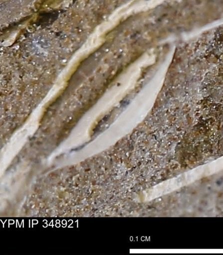 undet. Mollusca