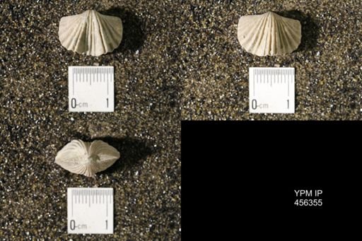 Platystrophia biforata