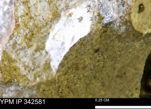 undet. Mollusca