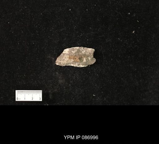 undet. Nautiloidea
