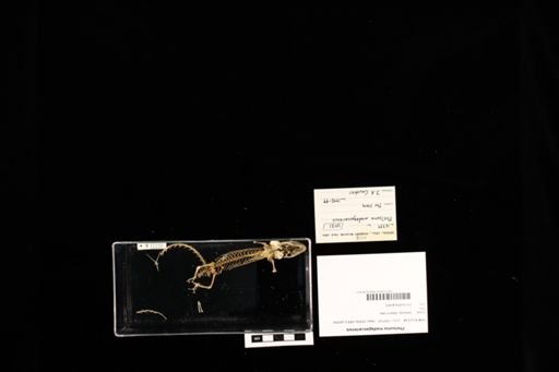 Phelsuma madagascariensis