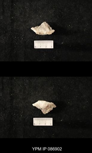 undet. Nautiloidea